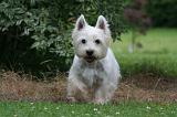 WESTIE 453